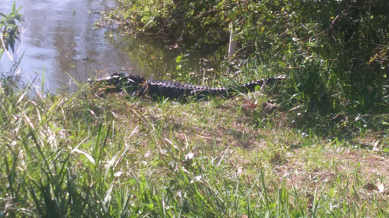 Alligator A-6 2017 photo - 1